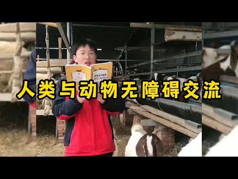 人类与动物无障碍交流，原来动物真的可以听懂人话