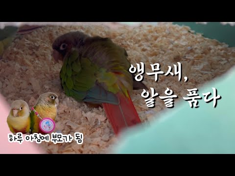 앵무새 알 보고 놀란 브이로그 | 눈 떠보니 대가족 | 앵무새 브이로그 | 말하는 앵무새 | 앵무새 산란