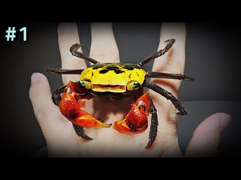 Raising a Red Claw Crab Purchased Online.