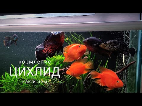 Кормление американских цихлид #цихлиды #аквариумистика #астронотус #аквариумныйдизайн #аквариум