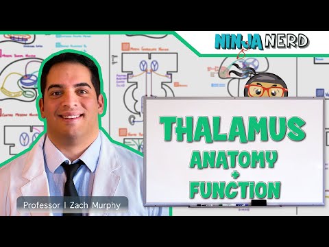 Neurology | Thalamus Anatomy & Function
