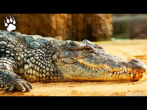 Crocodiles : the most dangerous animal in the world ? | Wildlife Documentary