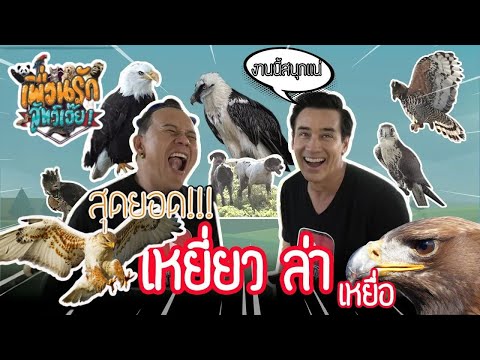 Let's get to know the hawk, my dear animal friend!