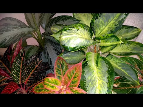 Мои комнатные растения // Парад АГЛАОНЕМ // Новинка