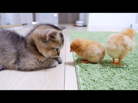 Looking back on how kitten Kiki met tiny chicks for the first time