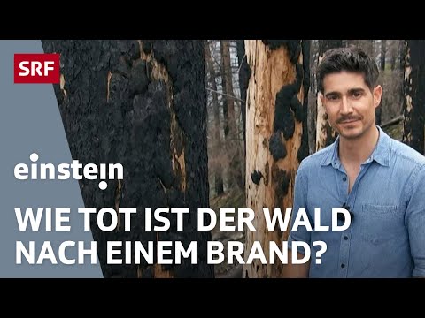 Ein Jahr nach dem Waldbrand von Bitsch: Was nachwächst, ist gefährdet | Einstein | SRF Wissen