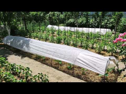 Как облегчить труд в огороде. Я избавилась от травы на дорожках и грядках. Не рыхлю.Сократила полив