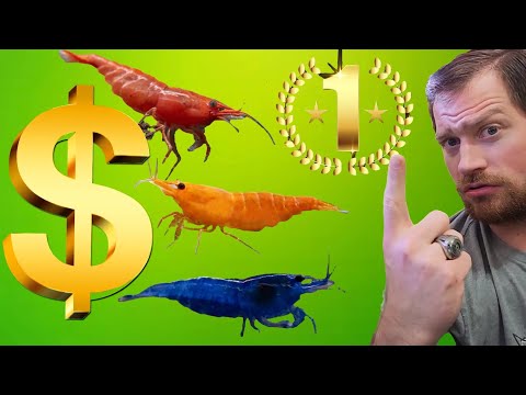 "The Shrimp Breeding Goldmine: Unveiling the Most Profitable Venture" (Breeding for Profit Part 6)