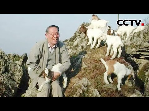 为改善国民营养、让老百姓都吃上肉,他当了一辈子“草人”,从没动摇过!专访中国草业科学奠基人任继周 | CCTV「吾家吾国」20220503