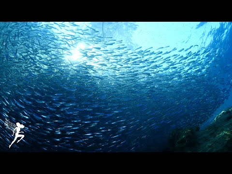 Dormirse en menos de 3 MINUTOS | ︎Restauración de cuerpo y mente | ︎Liberación de melatonina