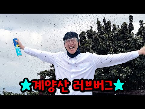 벌레 무서워하는 친구 계양산 가서 러브버그랑 뽀뽀ㅋㅋㅋ