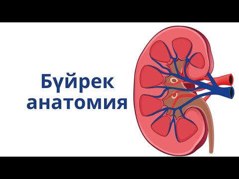 Бүйрек анатомиясы / Несепағар/ Қуық / Зәр шығару жүйесі