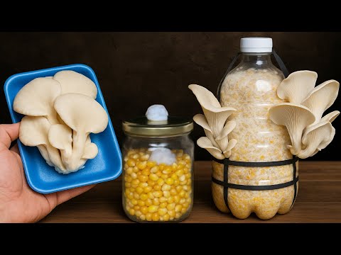 🍄 How to Cultivate Supermarket Mushrooms  - From Start to Harvest