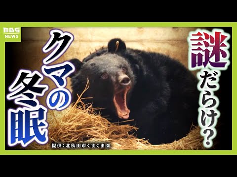 「冬眠中に出産」「排便排尿しない」GPSで追ってみると…クマの冬眠メカニズムは謎だらけ!?生態解明できれば『寝たきり防止』に役立つ可能性【専門家解説】(2025年12月4日)