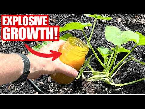 Even Dead And Diseased Plants Have Instant Growth | Simple Kitchen Remedy!