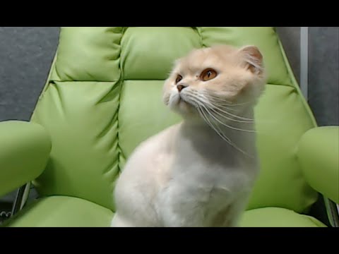 [20210606] 따효니 Full #2- 자낳대 뒷풀이1 (스타1, PICO PARK)