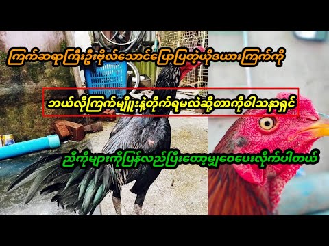 ကြက်သမားကြီးဦးဗိုလ်သောင်းပြောတဲ့ယိုဒယားကြက်ကိုဘယ်လိုကြက်မျိုးနဲ့တိုက်သင့်လဲဆို့တဲ့အကြောင်း