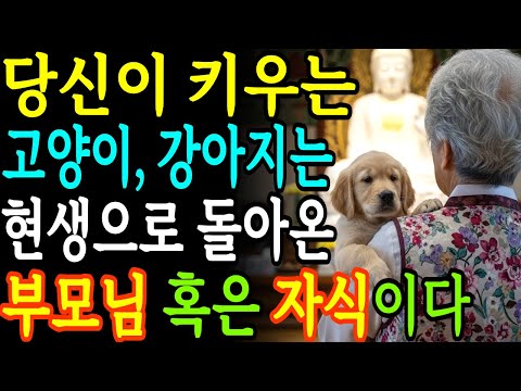 고양이와 강아지를 키우는 사람의 전생의 업 그들은 너희의 부모님이다| 부처님지혜 | 부처님말씀 | 석가모니 가르침 | 인생조언 | 불교철학 | 오디오북
