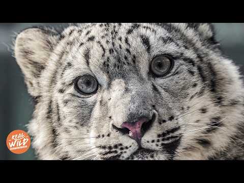 So gefährlich sind wilde Schneeleoparden wirklich: Die seltenste Raubkatze!