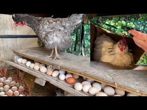 I took a risk and didn’t regret it. Now chickens live only this way.
