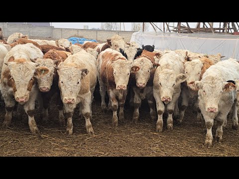 Asakalik Arzonchidan 🔥Yilda Bir Keladigan Tozza Simental Buqalar 9-dekabr, 2025