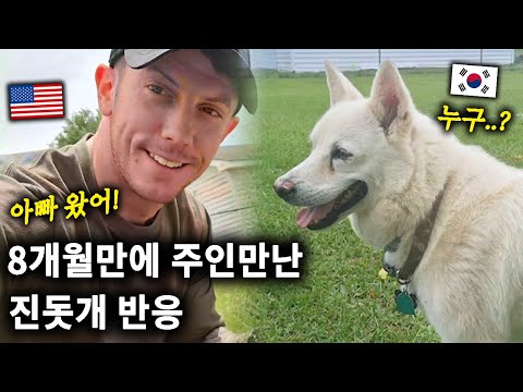 The reaction of a Jindo dog that was met in the US after 8 months, will it recognize its owner? (...