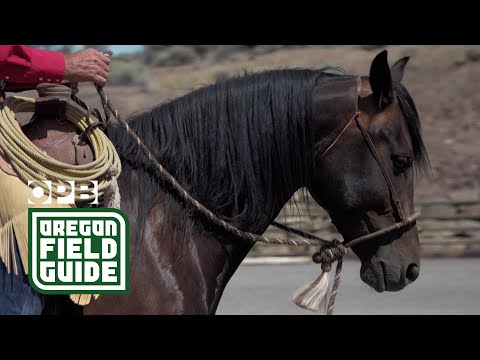 An Oregon horse trainer keeps the old ways alive | Oregon Field Guide