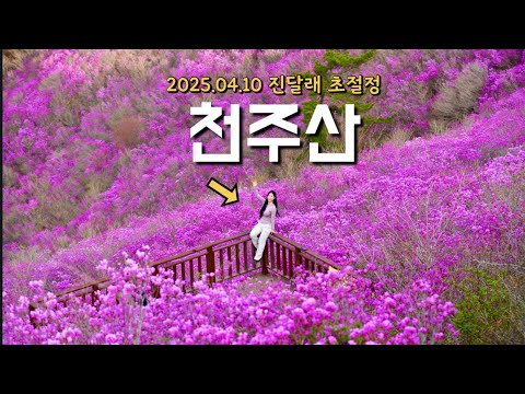 역대급 진달래 군락지 [천주산] 실시간 개화현황