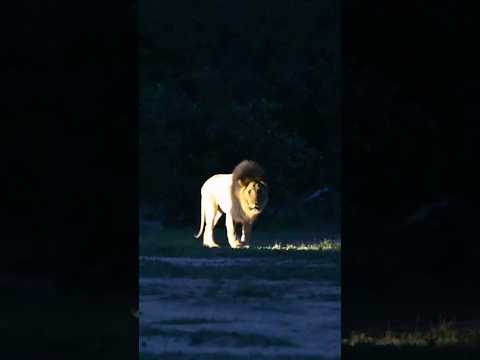Huge Male Lion Owns the Darkness and Roars