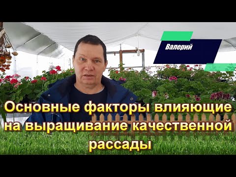 Основные факторы влияющие на выращивание качественной рассады