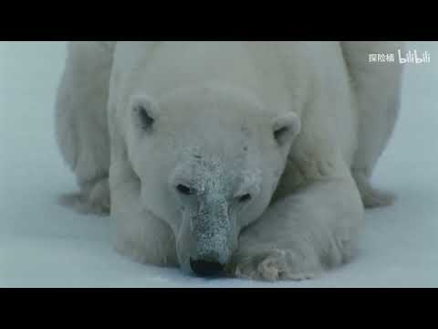 北极猛兽和她的两个暖宝宝！