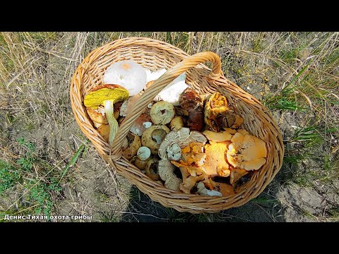 Лисички, валуи, дубовики и грузди, впервые встретил меланолеуку