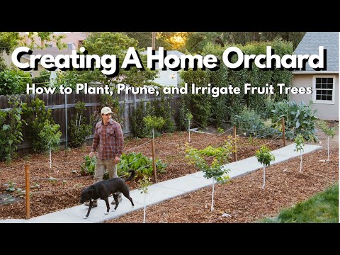 How to Plant, Prune, and Irrigate Fruit Trees EVERYTHING YOU NEED TO KNOW