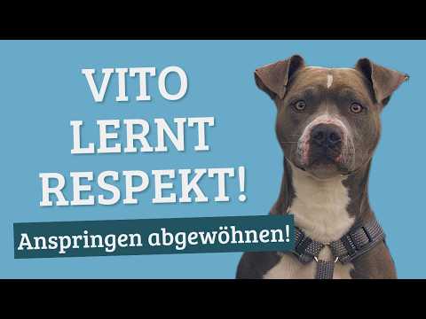 Anspringen abgewöhnen – "Vito" lernt Respekt! Teil 1