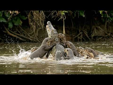 Giant Otters Shows The Caiman Who's The BOSS!!