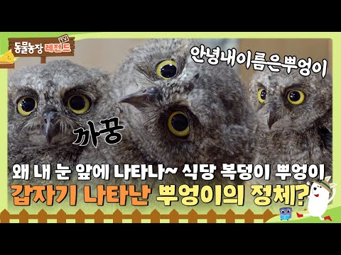 [#TV동물농장] 식당 인기스타 뿌엉이🦉 근데 알고보니 뿌엉이는 수리부엉이가 아니다😱? 뿌엉이의 정체는?! #TV동물농장 #AnimalFarm #SBSstory / EP.1139