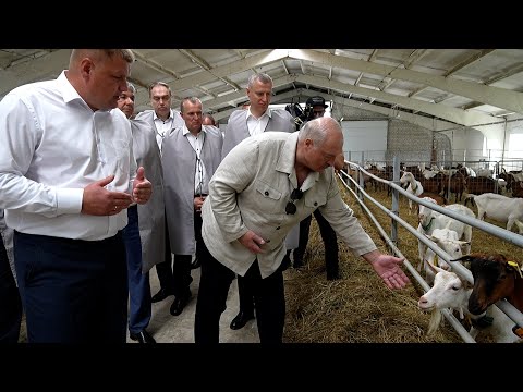 Лукашенко: Сколько у тебя коз на одного козла? // Ферма по содержанию и выращиванию племенных коз