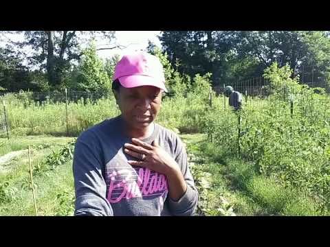 Growing OKRA - We Are Lovin This Variety!