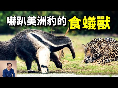 食蟻獸到底何方神聖？竟連美洲豹都怕它！60釐米長舌頭之外，其實還有個秘密武器！【老肉雜談】#動物 #食蟻獸 #美洲 #anteater #野生動物