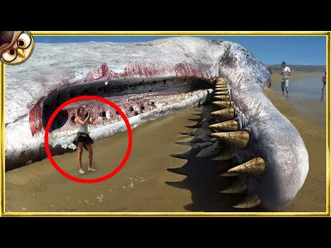 50 Terrifying Things Washed Up on Beaches