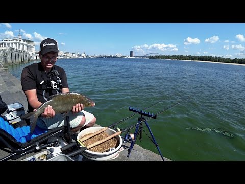 #рыбалка #фидер #лещ   Такі монстри живуть в центрі Києва 🐟 Риболовля на набережній 2024🇺🇦