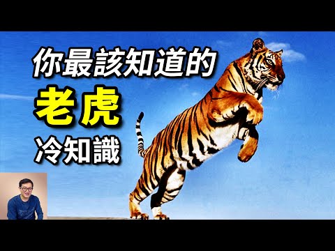 白虎背後的真相，老虎為何又叫「大蟲」？對戰獅子誰更強？「一山不容二虎」說的是什麼？【老肉雜談】#動物 #野生動物 #老虎 #tiger #虎