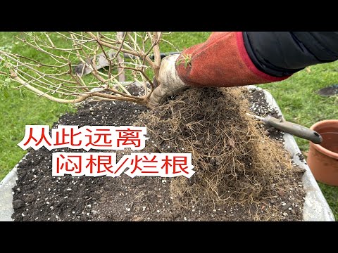 超级实用的百搭配土方法/种植好盆栽花卉的关键和要点/什么时候需要更换盆土/买回来的土可以直接种植吗/19.02.2024