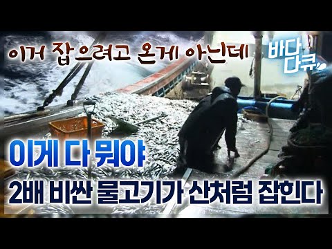 용왕신이 도운 만선날... 그물 올리는 족족 비싼 물고기만 잡힌다 / #바다다큐