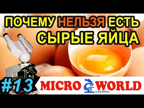 Сырое яйцо под микроскопом. Более 1000х. КФ-4 - MICRO WORLD #13