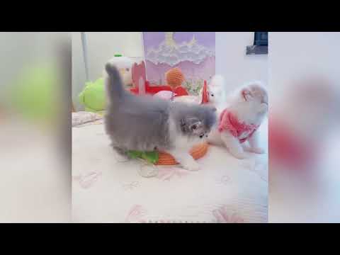 Les animaux les plus mignons vont égayer ta journée ♥