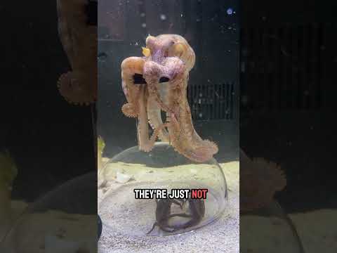 Can Haley the octopus get the crabs in the vase?
