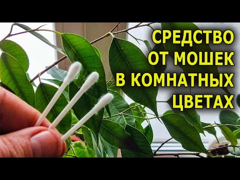 SPRAYED ON COTTON SWABS AND STUCK THEM IN THE GROUND - THE MIDGES IMMEDIATELY DISAPPEARED