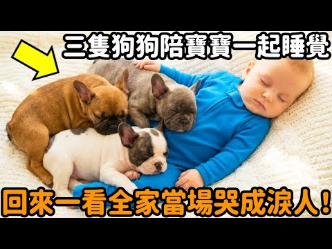 家裡救助了三隻流浪狗，這天全家人離開30分鐘，三隻狗狗陪寶寶一起睡覺。沒想到回來後的一幕讓全家當場哭成淚人！#狗狗 #嬰兒 #重情重義 #感動 #法斗 #救援 #動物故事 #真實故事 #心靈飼養員