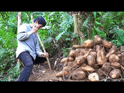 Harvesting Traditional Crops for Tet Market | Dong Leaves & Yam Roots from Countryside